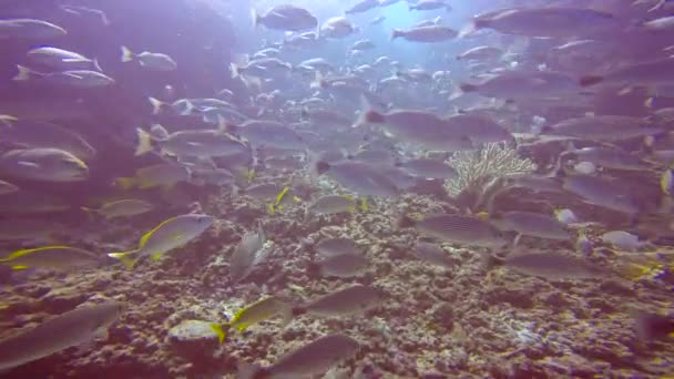 Mexique Plongée Sous Marine Fascinante Dans Mer Cortez — Video