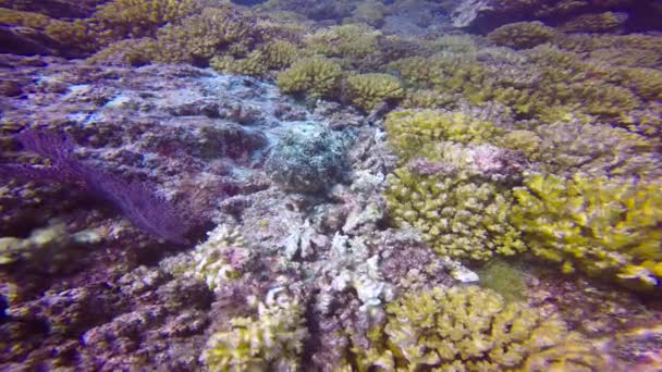 メキシコ 魅惑的な水中 Cortez の海でダイビングします 石の魚たち — ストック動画
