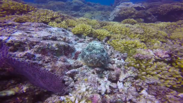 Mexico Fascinating Underwater Diving Sea Cortez Stone Fish — Stock Video