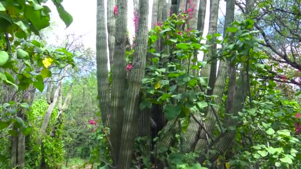 Meksika Paz Kaktüs Parkı — Stok video