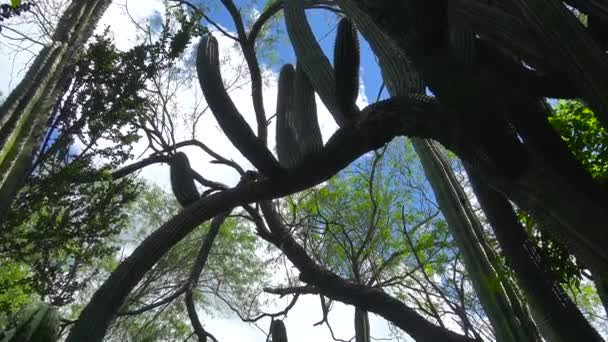 Mexique Paz Parc Des Cactus — Video