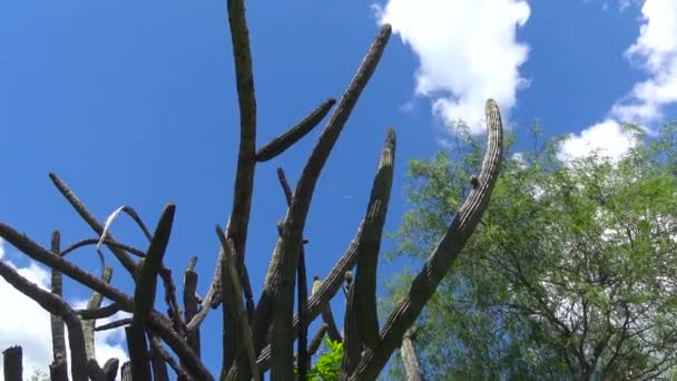 México Paz Parque Cactus — Vídeo de stock