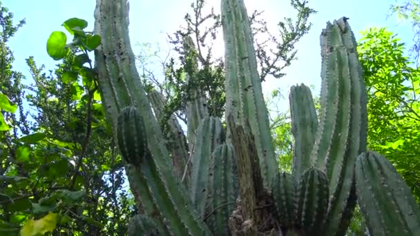 Mexico Paz Cactus Park — Stock Video