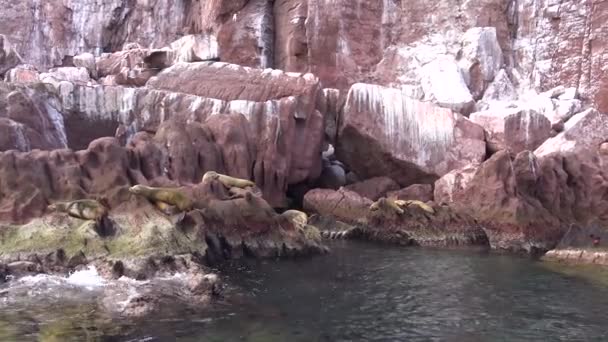 Мексика Пас Живописном Побережье Калифорнийского Залива Тюлени — стоковое видео