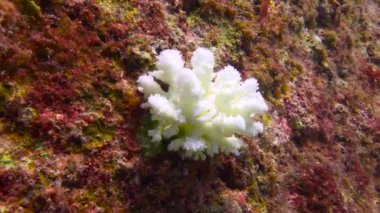  Meksika. Cortez deniz büyüleyici sualtı dalış.