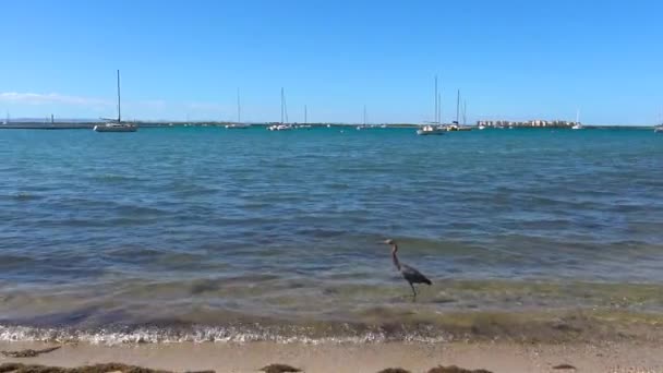 Mexico Paz Picturesque Coast Gulf California — Stock Video