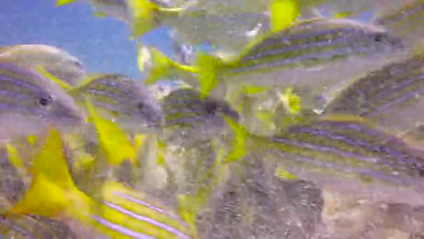 Mexico Fascinerande Undervattens Dykning Cortez Hav Lutjanus Fish — Stockvideo