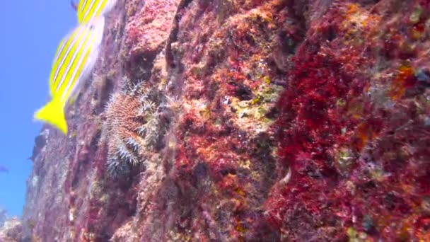 México Fascinante Buceo Submarino Mar Cortés — Vídeo de stock