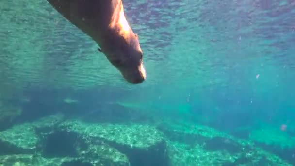 México Fascinante Buceo Submarino Con Focas — Vídeo de stock