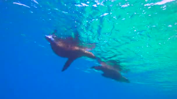 Мексика Захватывающее Подводное Плавание Тюленями — стоковое видео