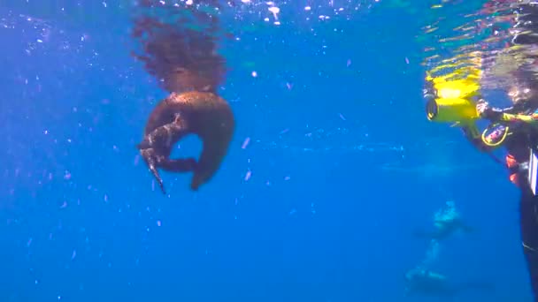 Мексика Захватывающее Подводное Плавание Тюленями — стоковое видео