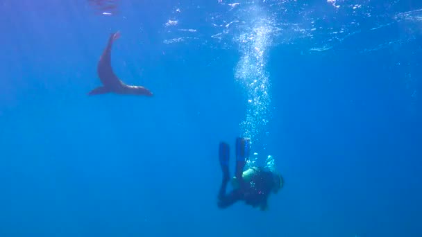 México Fascinante Buceo Submarino Con Focas — Vídeo de stock