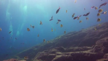  Meksika. Cortez deniz büyüleyici sualtı dalış.