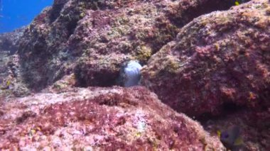  Meksika. Cortez deniz büyüleyici sualtı dalış.