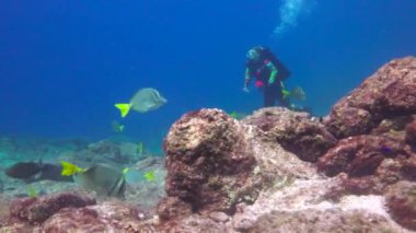  Meksika. Cortez deniz büyüleyici sualtı dalış.