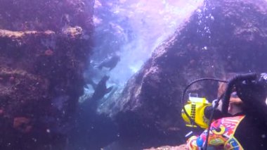 Meksika. Contalar ile büyüleyici sualtı dalış.