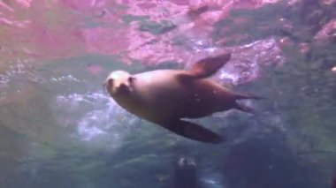 Meksika. Contalar ile büyüleyici sualtı dalış.