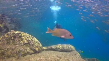  Meksika. Cortez deniz büyüleyici sualtı dalış.
