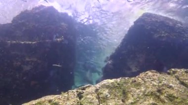  Meksika. Cortez deniz büyüleyici sualtı dalış.