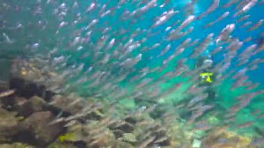  Meksika. Cortez deniz büyüleyici sualtı dalış.