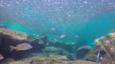  Meksika. Cortez deniz büyüleyici sualtı dalış.