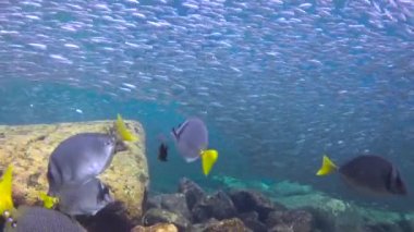  Meksika. Cortez deniz büyüleyici sualtı dalış.