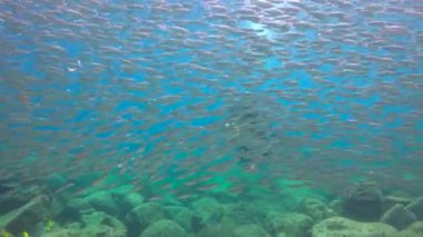  Meksika. Cortez deniz büyüleyici sualtı dalış.