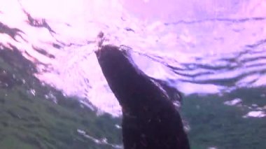 Meksika. Contalar ile büyüleyici sualtı dalış.