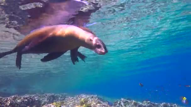 Mexico Fascinating Underwater Diving Seals — Stock Video