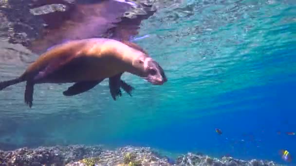 Mexiko Fascinující Podmořské Potápění Těsněním — Stock video