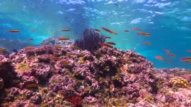 Мексика Захоплюючий Підводний Дайвінг Море Кортеса — стокове відео