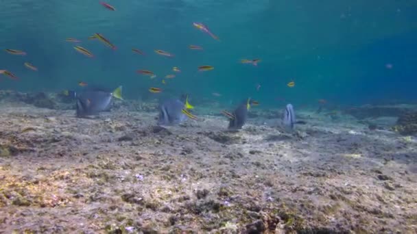 Mexique Plongée Sous Marine Fascinante Dans Mer Cortez — Video