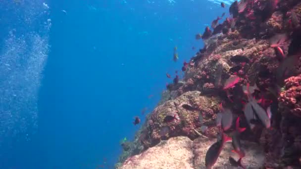 Мексика Захоплюючий Підводний Дайвінг Море Кортеса — стокове відео