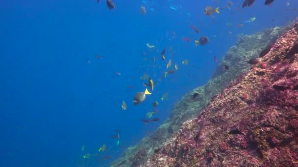 México Fascinante Buceo Submarino Mar Cortés — Vídeos de Stock