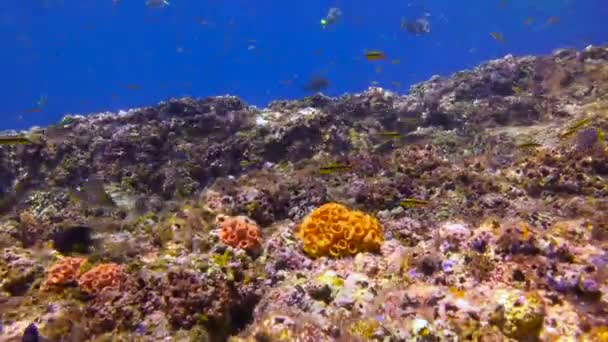 Mexico Fascinating Underwater Diving Sea Cortez — Stock Video