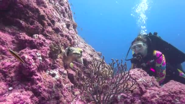 Mexiko Fascinující Podmořské Potápění Moři Cortez — Stock video