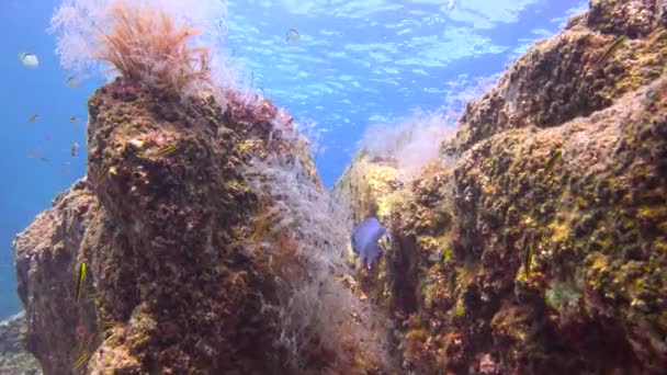 Mexico Fascinating Underwater Diving Sea Cortez — Stock Video