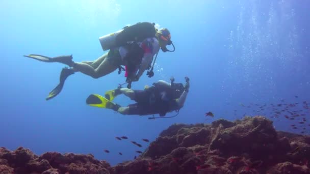 Meksika Cortez Deniz Büyüleyici Sualtı Dalış — Stok video