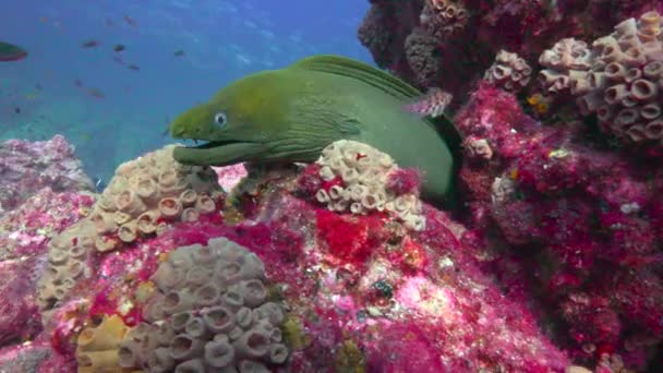 メキシコ コルテス海の魅惑的な水中ダイビング — ストック動画