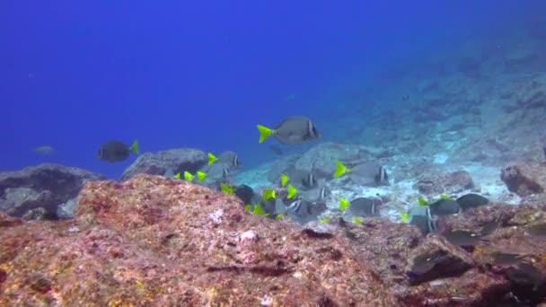 Мексика Захватывающее Подводное Плавание Море Кортес — стоковое видео