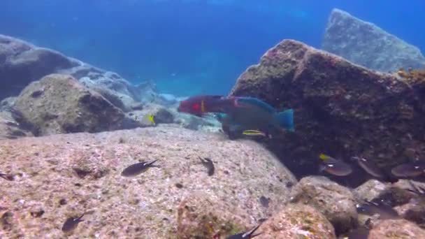 Мексика Захватывающее Подводное Плавание Море Кортес — стоковое видео