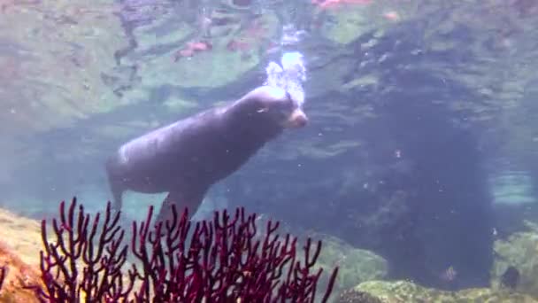 멕시코 물개와 매혹적인 다이빙 — 비디오