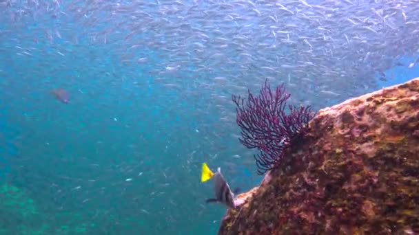 Mexiko Faszinierendes Unterwassertauchen Meer Von Cortez — Stockvideo