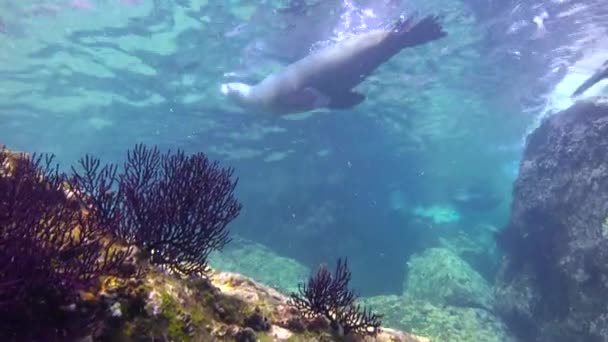 墨西哥 迷人的水下潜水与海豹 — 图库视频影像