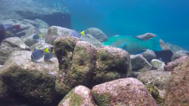 Mexico Fascinating Underwater Diving Sea Cortez — Stock Video