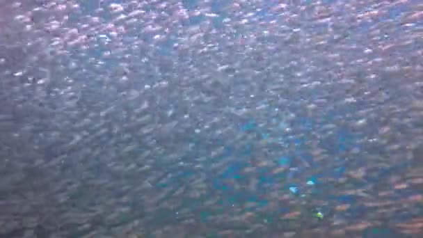 墨西哥 在科尔特斯海域迷人的水下潜水 — 图库视频影像