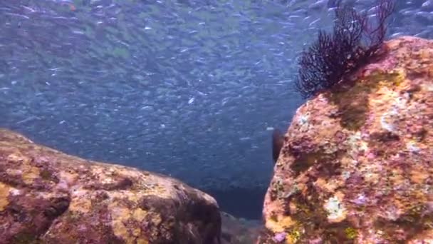 Мексика Захватывающее Подводное Плавание Море Кортес — стоковое видео