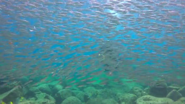 México Fascinante Buceo Submarino Mar Cortés — Vídeo de stock