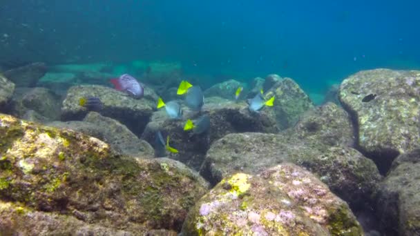 Мексика Захоплюючий Підводний Дайвінг Море Кортеса — стокове відео