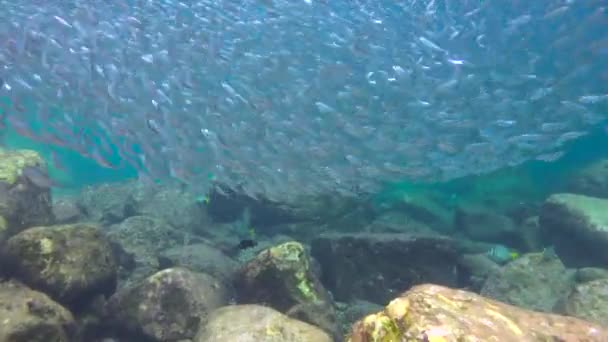 Mexico Menarik Menyelam Bawah Air Laut Cortez — Stok Video